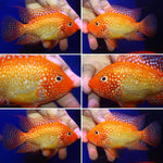 SUPER RED TEXAS FADED MALE or FEMALE 3.00 inch