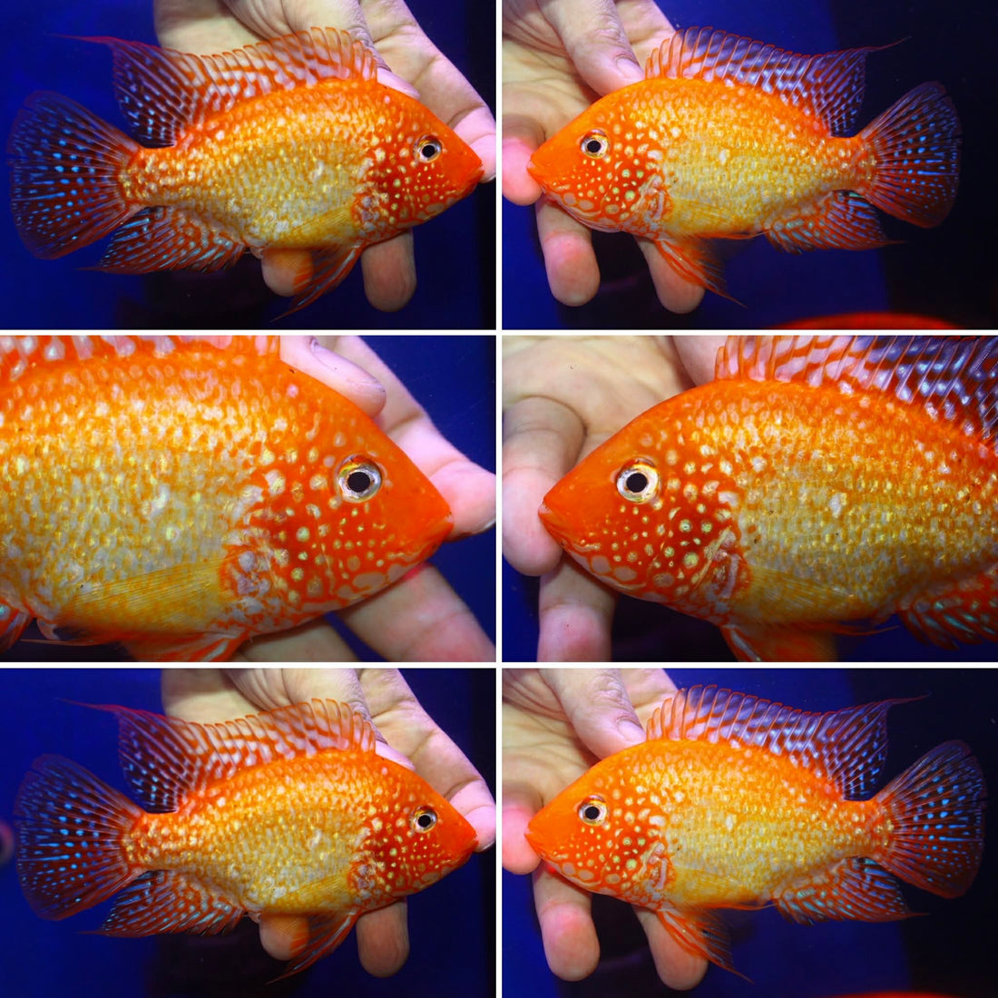 SUPER RED TEXAS FADED MALE or FEMALE 3.00 inch