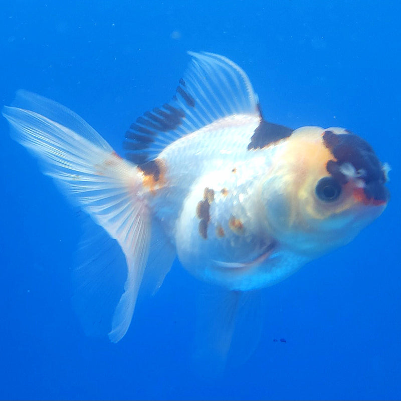 Thai Oranda Black Tancho Panda 2.5” Female (FEB-362)R3B20