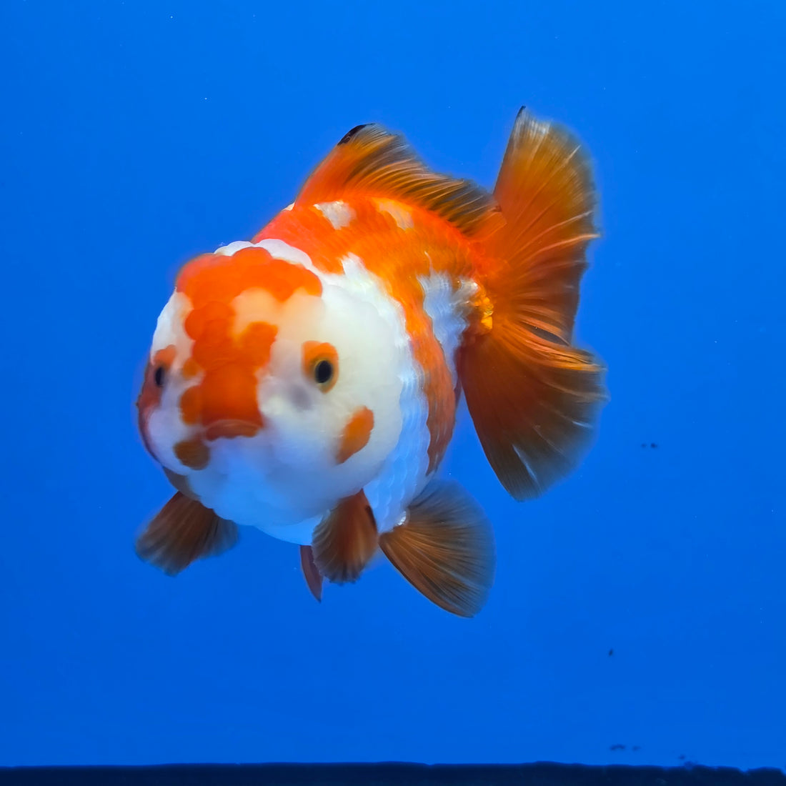 Thai Oranda Yuanbao Red abd White 4.50" Body Female (FEB-736)R2A09