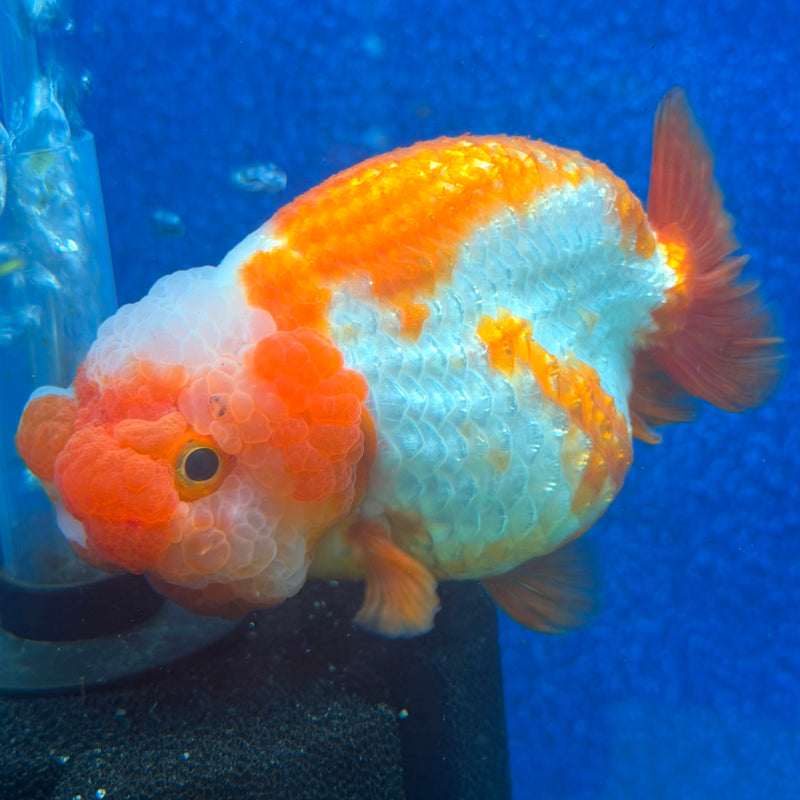 Thai Ranchu Red & White 3.5in Female (FEB-467)BLUETUBA