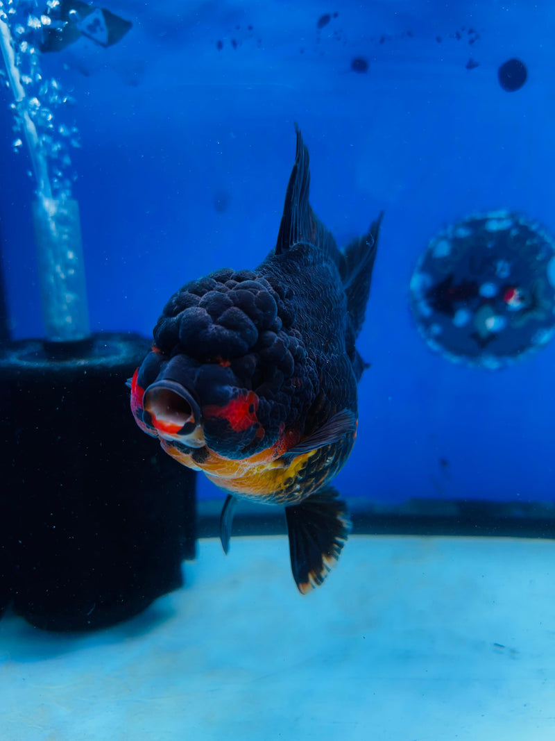 Thai Premium Jumbo Apache Giant Breed 5.00 inch Body Oranda (CRP-JO1004)