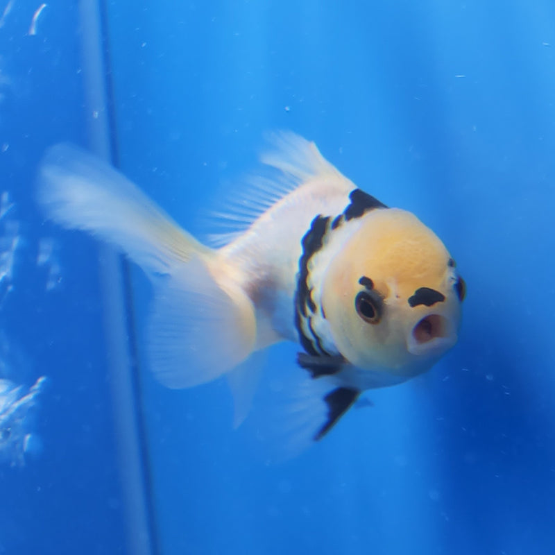 Thai Oranda Panda Tri-Color 2.5in Female (FEB-204)R3B06