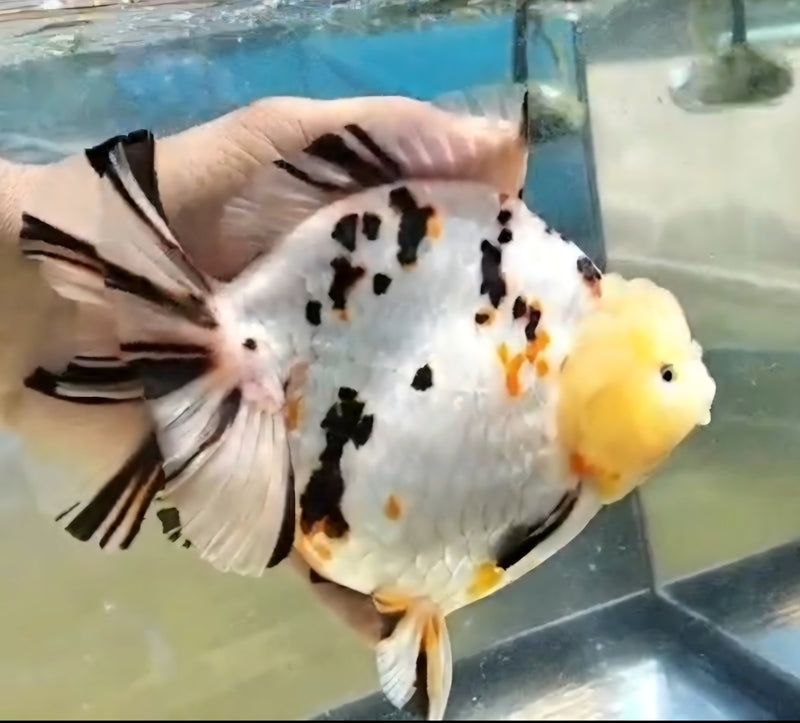 Thai Jumbo Lemon Head White Tiger Orchid Tail Oranda by NK THAILAND 5.00 inch Body (NKT-JO2044)