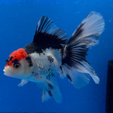 Thai Oranda Red Cap Panda 3.00" Body Female (FEB-784)R1B03
