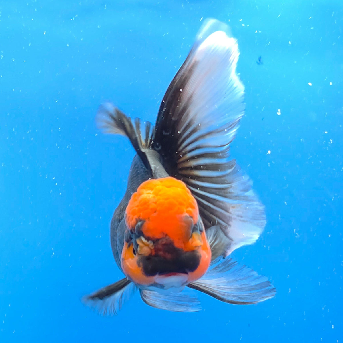 Thai Oranda Red Cap Panda 3.00" Body Female(FEB-760)R2B07