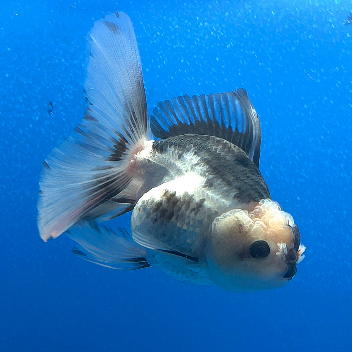Thai Oranda Lemonhead Panda 3.00" Body Female (FEB-789)R1B03