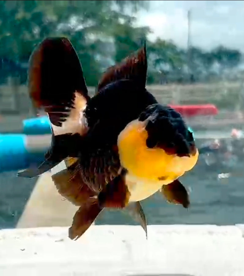 Thai Jumbo Panda Oranda Yuanbao 4.50 inch Body (QGF-JO1194)Showtank