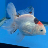 Thai Oranda Lemonhead Tri-Color/Panda 3.00" Body Female (FEB-800)R1B03