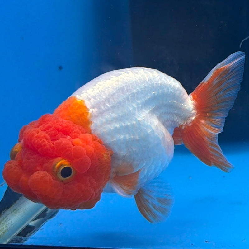 Thai Red & White Ranchu 3” Body Female(FEB-410) BLUETUBD