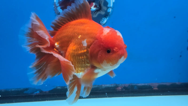 Thai Jumbo Red/White Oranda 4.5" Body Male Giant Breed (CRP-JO1080)BLUETUB2