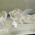 Short Body Platinum Butterfly Koi A GRADE
