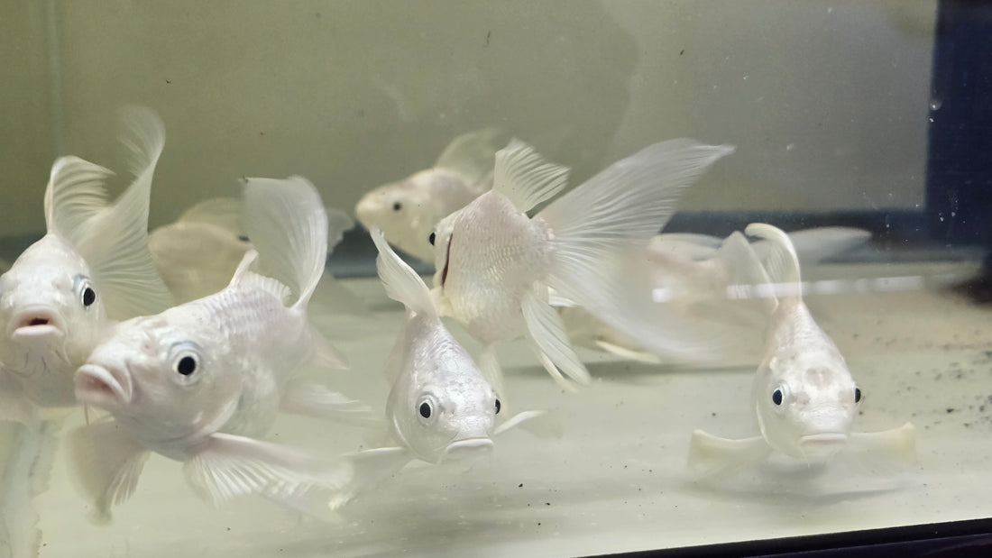 Short Body Platinum Butterfly Koi A GRADE