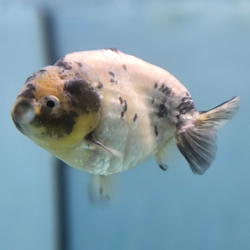 Thai White Tiger Ranchu 3.5" Male (CK-091)SHOWTANK