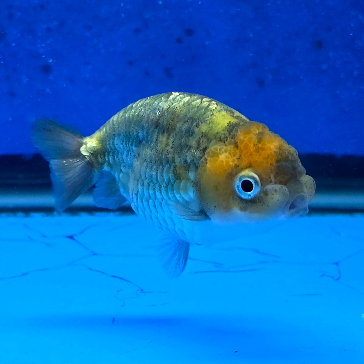Thai Ranchu Tiger Calico 2.50" Body (FEB-875)R2B06