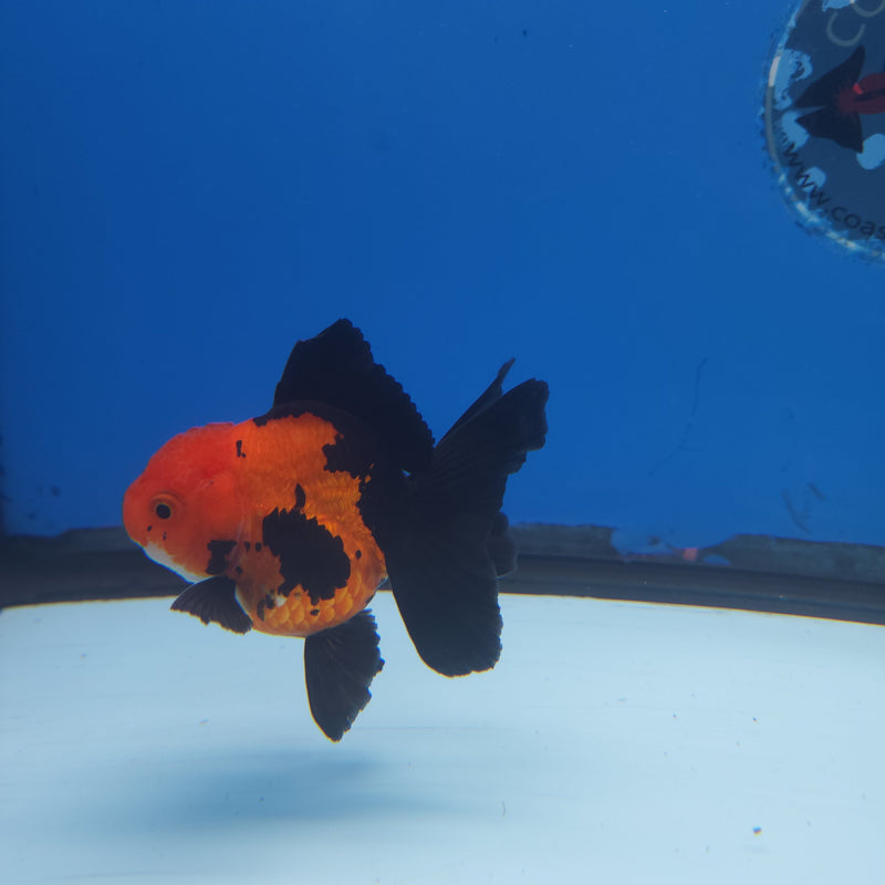 Thai Oranda Apache 3” Female (FEB-253)R3B04
