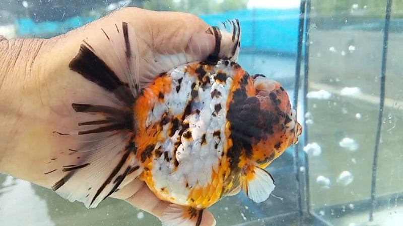 Thai Jumbo Calico Orchid Tail Oranda by NK THAILAND 5.00 inch Body (NKT-JO2040)