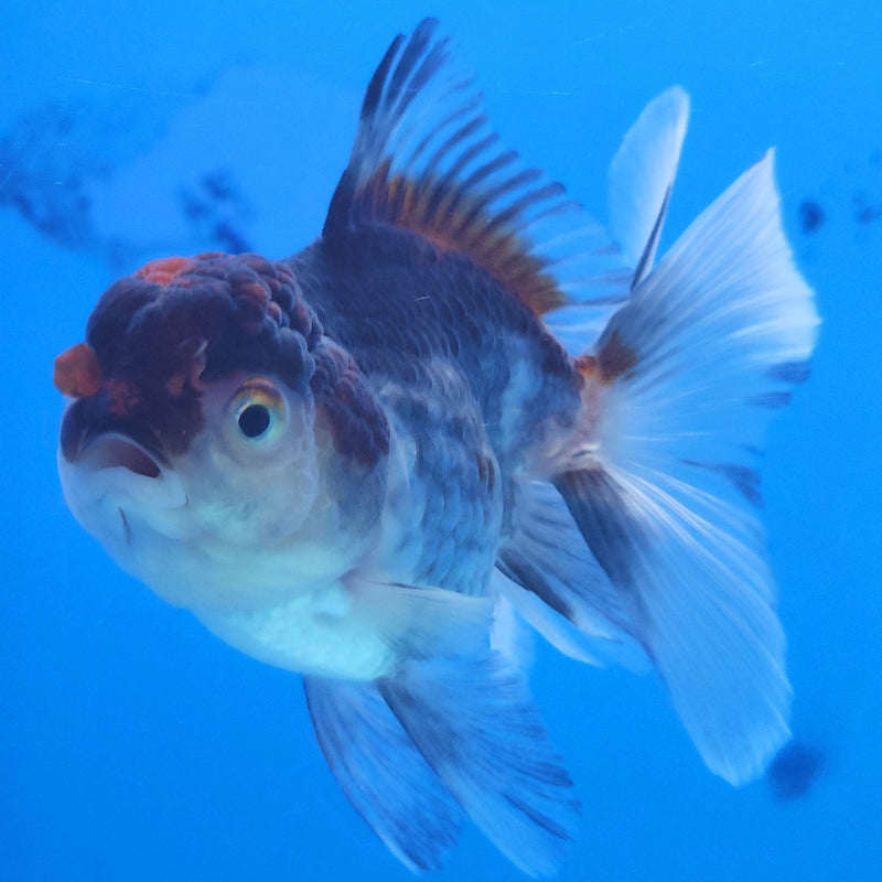 Thai Oranda Silver Panda 2.5” Female (FEB-364)R3B20