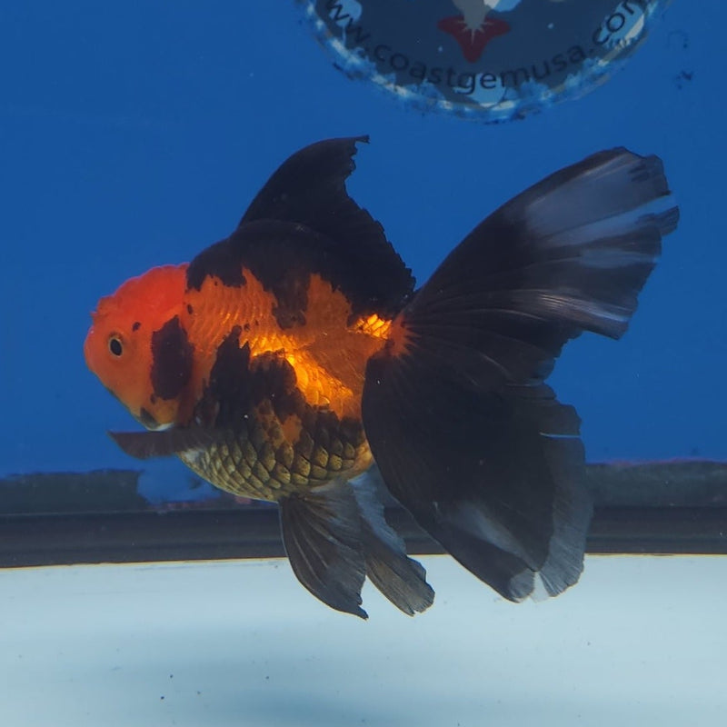Thai Oranda Apache 3” Female (FEB-255)R3A04