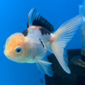 Thai Oranda Lemonhead Panda 2.5” Male(FEB-639)R3B15