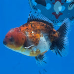 Thai Oranda Tiger Shogun Farm 2.8" Body Male 6mths(FEB-585)R3B02