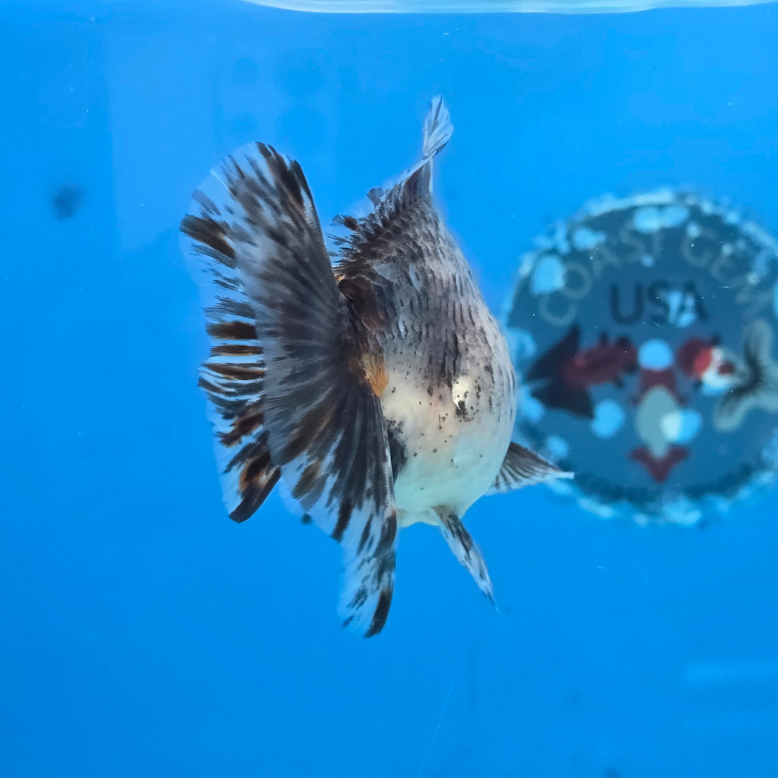 Thai Oranda Calico Shogun Farm 3.5" Body Male 8mths(FEB-553)R3A02