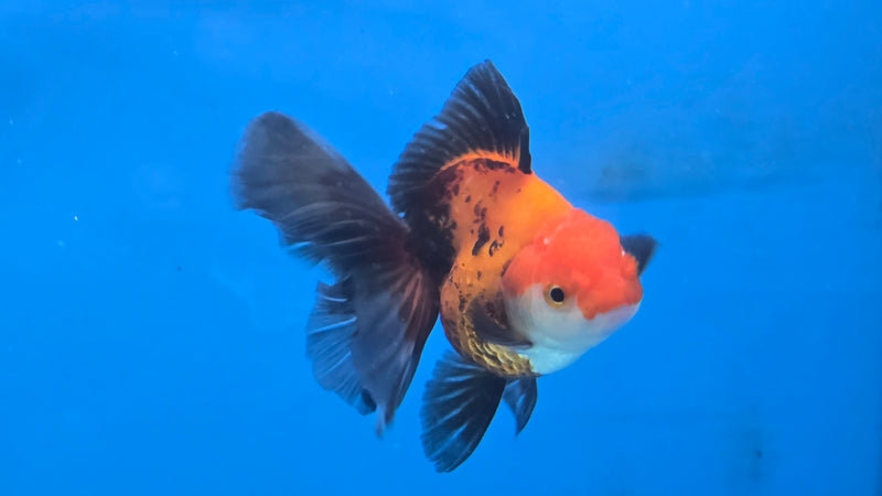 Thai Apache Oranda Orchid Tail 2.50 inch Body Male Medium Breed (NNN-3028)R3B22