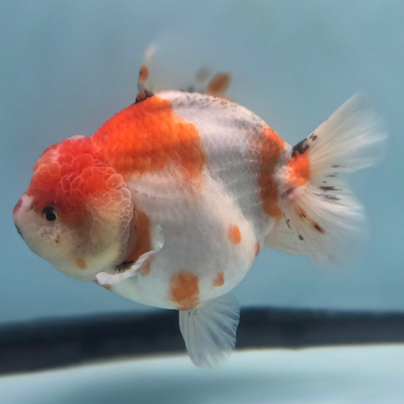 Thai Jumbo Sakura Yuanbao Oranda 4.50 inch Body (CRP-JO1048)SHOWTANK