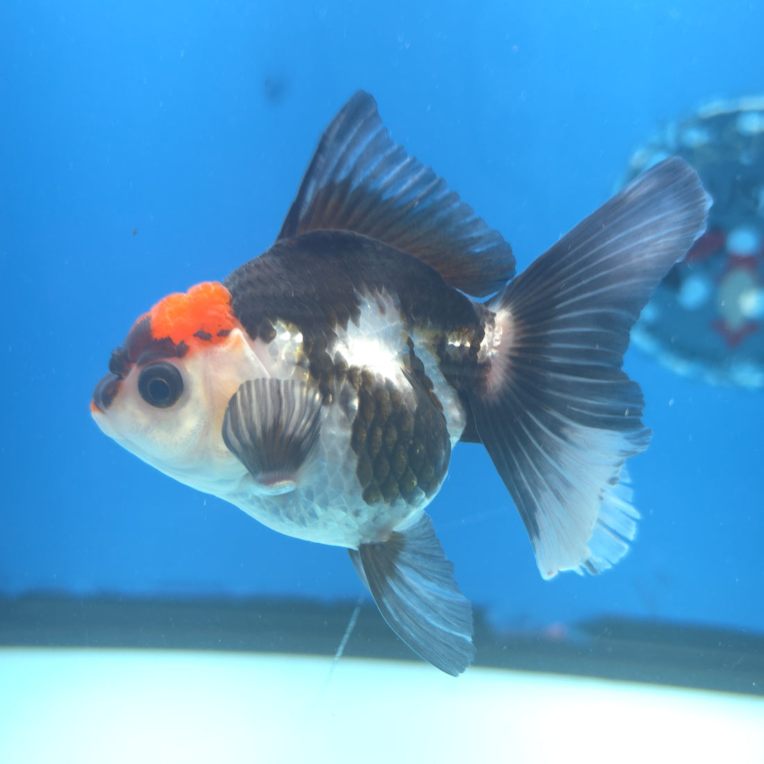 Thai Oranda Red Cap Panda 2.5” Female(FEB-661)R3B04