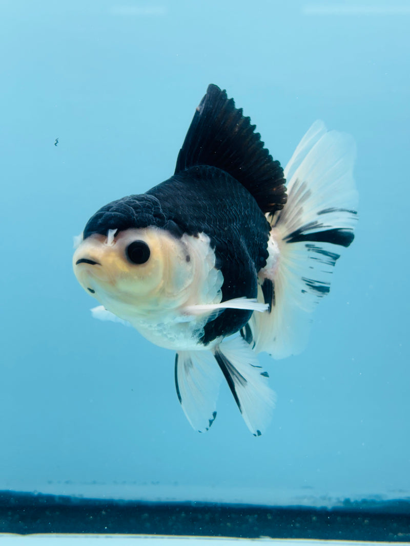 Thai Panda Orchid Tail Oranda 3.50 inch Body (KP-212)R1A11