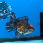 Thai Oranda Red Cap Black 4”Body Female(FEB-729)BlueTubA