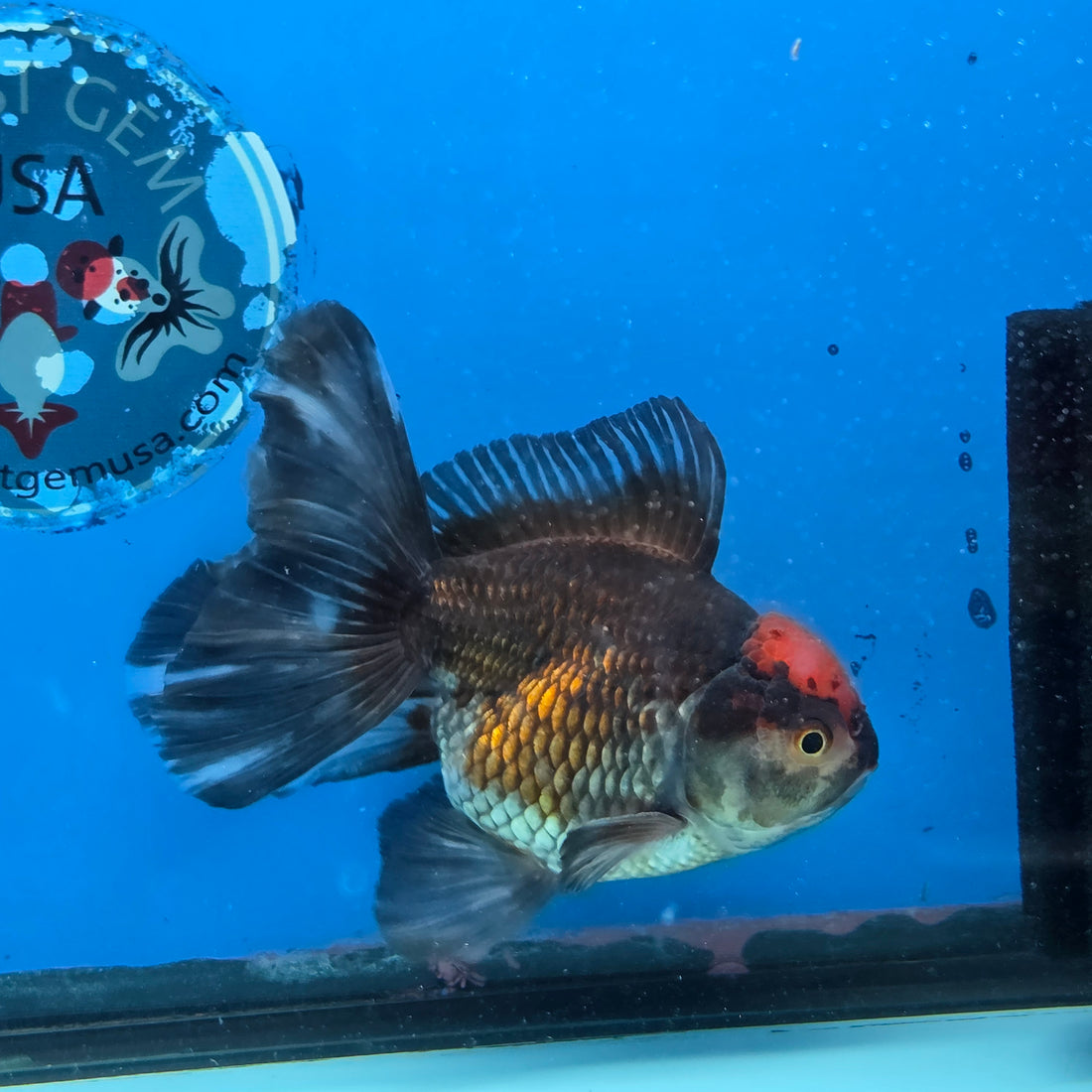 Thai Oranda Red Cap Black 4”Body Female(FEB-729)BlueTubA
