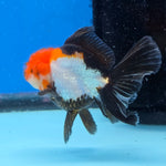 Thai Oranda Tri Color 3in Female (FEB-515)R3A08