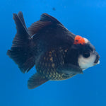Thai Oranda Red Cap Panda 3in Female (FEB-686)R3A06