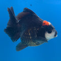 Thai Oranda Red Cap Panda 3in Female (FEB-686)R3A06