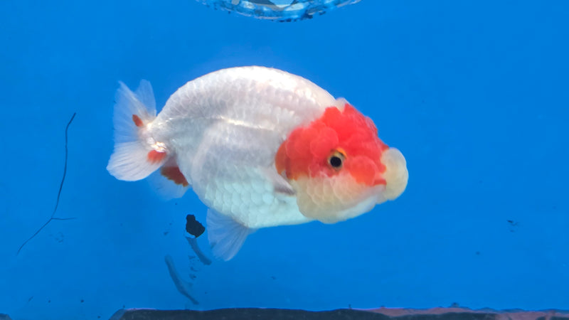 Thai Red/White Lionchu Ranchu 2.75 inch Body Male (NNN-2084)R4C07
