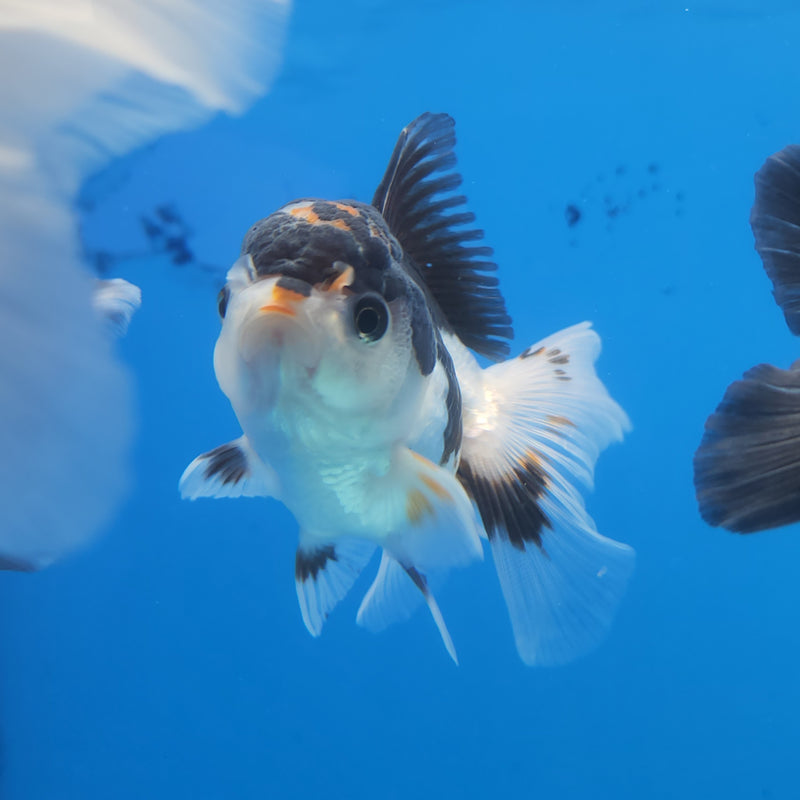 Thai Oranda Panda Tri-Color  2.5 F (FEB-178)R3A07