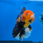 Thai Oranda Apache 4" Body male 9mths(FEB-575)R2A02