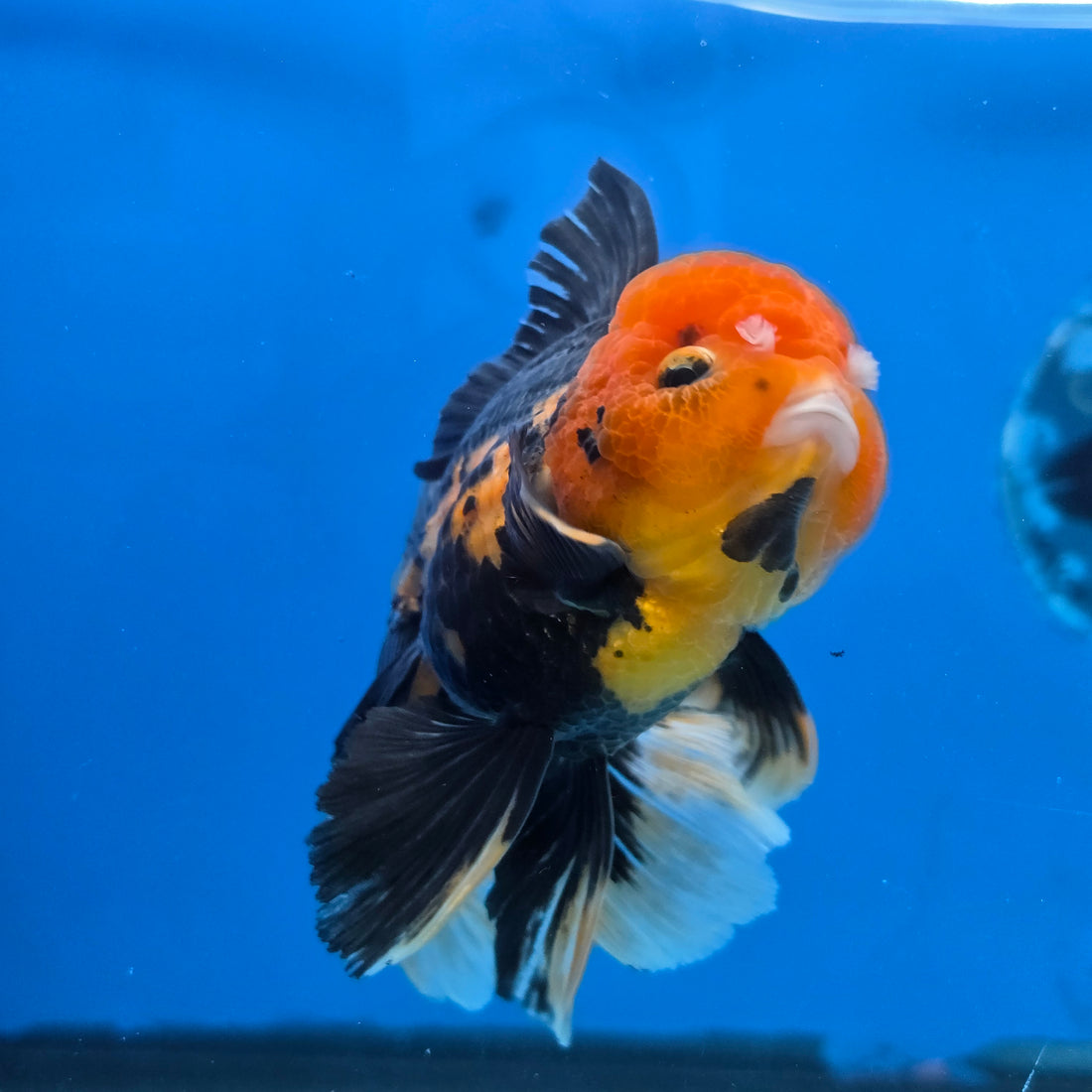 Thai Oranda Apache 4" Body male 9mths(FEB-575)R2A02