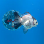 Thai Oranda Panda 3in Female (FEB-685)R3A06