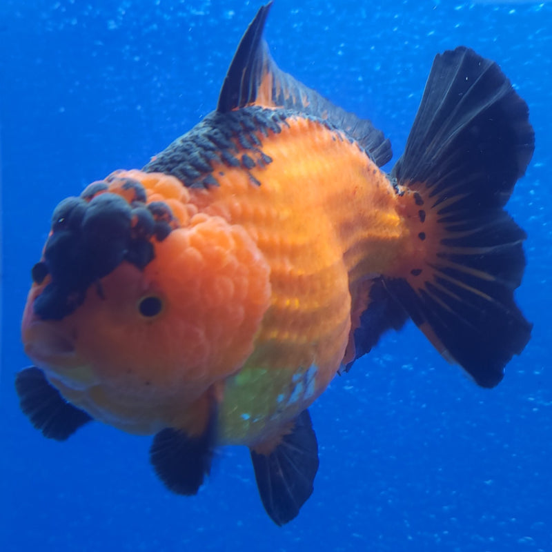 Thai Jumbo Oranda Apache 5in Female (FEB-225)BLUETUB1