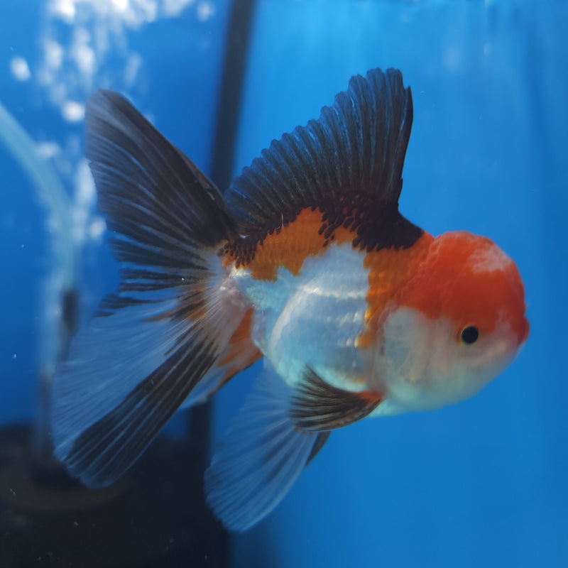Thai Oranda Tri-Color 2.5” Male (FEB-261)R3B18