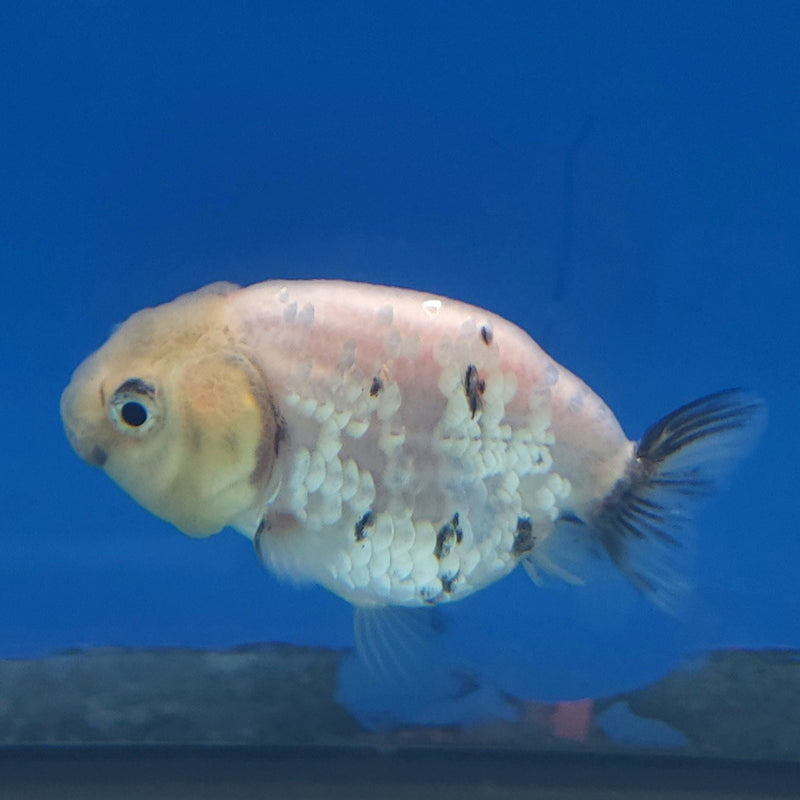 Thai Ranchu White Tiger 2in Female (FEB-335)R3B16