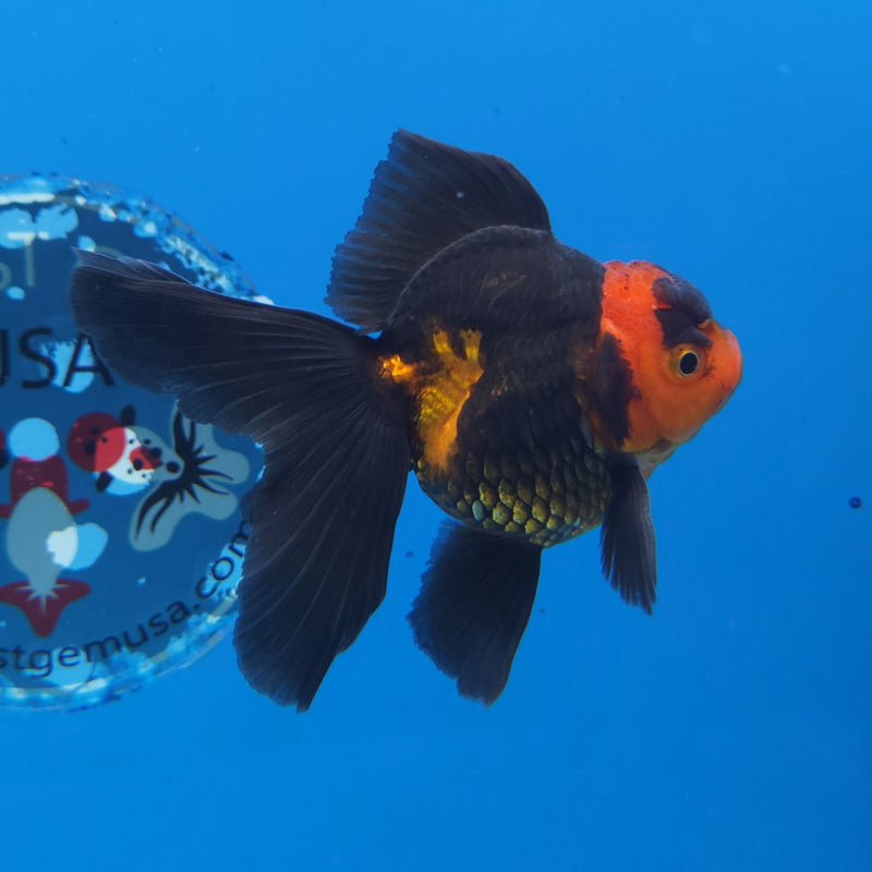 Thai Oranda Apache 2.5” Female(FEB-244)R3B04