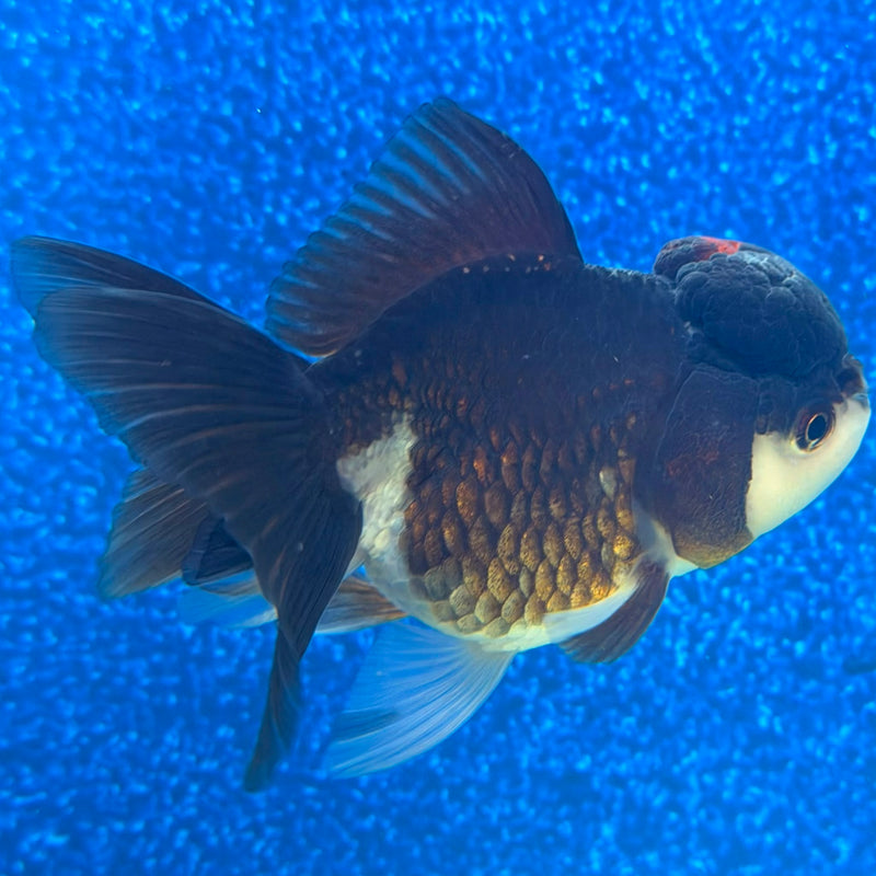 Thai Oranda Panda 2.5in Female (FEB-477)R3B17