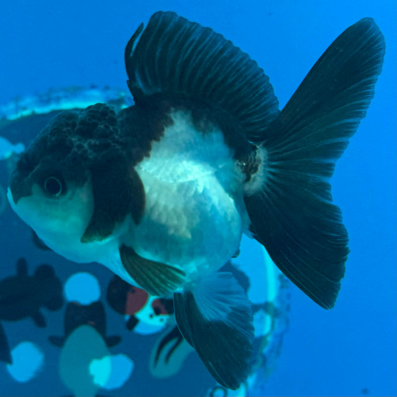 Thai Oranda Panda 2.5in Female (FEB-439)R3B19