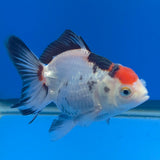 Thai Oranda Red Cap Panda 3.00" Body Female (FEB-786)R1B03