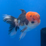 Thai Oranda Red Cap Panda 3.5" Body Male (FEB-756)R2B07