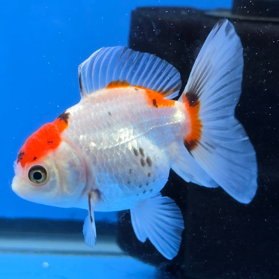 Thai Oranda Red Cap Tri Color 2.50" Body Female (FEB-745)R2B01
