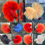 SOLID COLOR HALFMOON (CBM-1125)